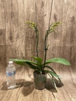 Double Spikes Phalaenopsis OX Little Prince (4.5" Pot) - Image 5