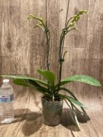 Double Spikes Phalaenopsis OX Little Prince (4.5" Pot) - Image 7