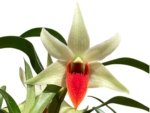 In Bloom Dendrobium Jiaho Delight Red Lip (Den. Hsinying Frostymaree × tobaense) (2” Pot) - Image 2