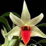 In Bloom Dendrobium Jiaho Delight Red Lip (Den. Hsinying Frostymaree × tobaense) (2” Pot)