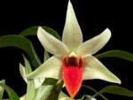 Dendrobium Jiaho Delight Red Lip (Den. Hsinying Frostymaree × tobaense) (2” Pot)