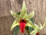 In Bloom Dendrobium Jiaho Delight Red Lip (Den. Hsinying Frostymaree × tobaense) (2” Pot) - Image 6