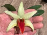 Dendrobium Jiaho Delight Red Lip (Den. Hsinying Frostymaree × tobaense) (2” Pot) - Image 3