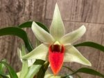 In Bloom Dendrobium Jiaho Delight Red Lip (Den. Hsinying Frostymaree × tobaense) (2” Pot) - Image 5