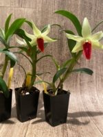 In Bloom Dendrobium Jiaho Delight Red Lip (Den. Hsinying Frostymaree × tobaense) (2” Pot) - Image 9
