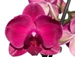 In Spike Phalaenopsis Asian Cherry (4" Pot) - Image 2