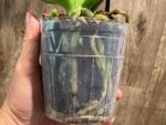 In Spike Phalaenopsis Asian Cherry (4" Pot) - Image 8