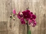 In Spike Phalaenopsis Asian Cherry (4" Pot) - Image 4
