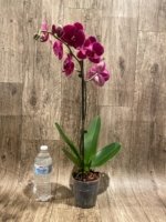 In Spike Phalaenopsis Asian Cherry (4" Pot) - Image 5