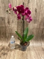 In Spike Phalaenopsis Asian Cherry (4" Pot) - Image 6