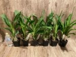 Double Spikes Catasetum Mark's Red Hermosa (3.5” pot) - Image 5