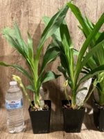 Double Spikes Catasetum Mark's Red Hermosa (3.5” pot) - Image 2
