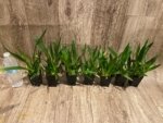 In Spikes - Fragrant Mini Oncidium Twinkle Pink Fantasy (2” Pot) - Image 6
