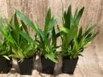 In Spikes - Fragrant Mini Oncidium Twinkle Pink Fantasy (2” Pot) - Image 4