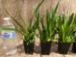 In Spikes - Fragrant Mini Oncidium Twinkle Pink Fantasy (2” Pot) - Image 2