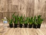In Spikes - Fragrant Mini Oncidium Twinkle Pink Fantasy (2” Pot) - Image 7