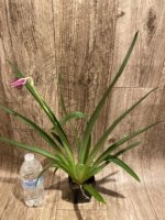 Miltoniopsis Bert Fields 'Eileen’ AM/AOS (3.5" Pot) - Image 2