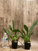 Double Spikes Odontocidium Tiger Crow 'Golden Girl' (3.5” pot) - Image 3