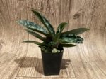 Paph. Apres Midi (appletonianum x hookerae) (2” pot) - Image 4
