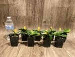 Paph. Envy Green (malipoense × primulinum) (2” pot) - Image 8