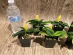 Paph. Envy Green (malipoense × primulinum) (2” pot) - Image 3