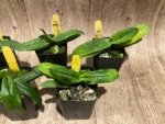 Paph. Envy Green (malipoense × primulinum) (2” pot) - Image 6