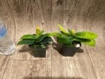 Double Plants Paph. Envy Green (malipoense × primulinum) (2” pot) - Image 4