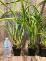 Cymbidium Milton Carpenter 'Everglades Gold' AM/AOS (3.5" pot) - Image 4