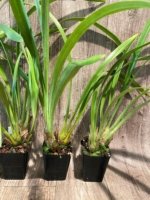 Cymbidium Milton Carpenter 'Everglades Gold' AM/AOS (3.5" pot) - Image 7