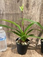 In Spike - Phragmipedium QF Falling Star (Phrag. Ackers Comet x Phrag. Ekolu Quintal) (3.5” Pot) - Image 4
