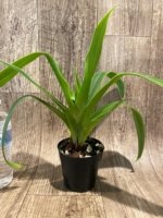 Phragmipedium QF Falling Star (Phrag. Ackers Comet x Phrag. Ekolu Quintal) (3.5” Pot) - Image 4