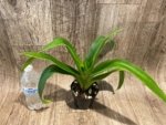 Phragmipedium QF Falling Star (Phrag. Ackers Comet x Phrag. Ekolu Quintal) (3.5” Pot) - Image 3