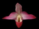 Phragmipedium Kelly Nash (Eric Young × fischeri) (3.5”Pot)