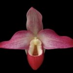 Phragmipedium Kelly Nash (Eric Young × fischeri) (3.5”Pot)