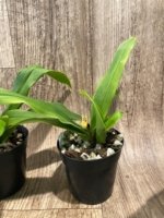Phragmipedium Kelly Nash (Eric Young × fischeri) (3.5”Pot) - Image 5