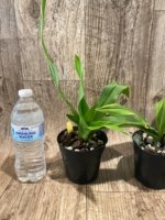 Phragmipedium Kelly Nash (Eric Young × fischeri) (3.5”Pot) - Image 4