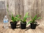 Phragmipedium Kelly Nash (Eric Young × fischeri) (3.5”Pot) - Image 2