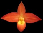 Phragmipedium Ackers Starlight (3.5” Pot)