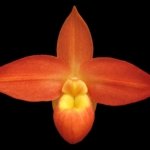 Phragmipedium Ackers Starlight (3.5” Pot)