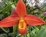 Phragmipedium Ackers Starlight (3.5” Pot) - Image 2