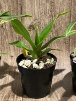 Phragmipedium Ackers Starlight (3.5” Pot) - Image 4