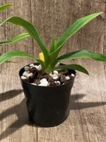 Phragmipedium Ackers Starlight (3.5” Pot) - Image 6