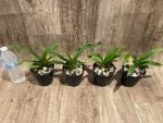Phragmipedium Ackers Starlight (3.5” Pot) - Image 7