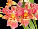 Oip. Celtic Sun x Burgundian 'Bizarro' (3.5" Pot)