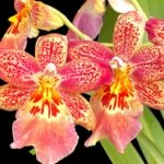 Oip. Celtic Sun x Burgundian 'Bizarro' (3.5" Pot)