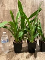 Oip. Celtic Sun x Burgundian 'Bizarro' (3.5" Pot) - Image 5