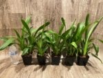 Oip. Celtic Sun x Burgundian 'Bizarro' (3.5" Pot) - Image 4