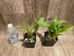 Oncidium Sweet Ears 'Big Shot (3.5” Pot) - Image 2