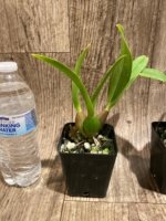 Oncidium Sweet Ears 'Big Shot (3.5” Pot) - Image 4