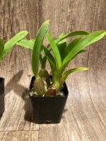 Oncidium Sweet Ears 'Big Shot (3.5” Pot) - Image 5